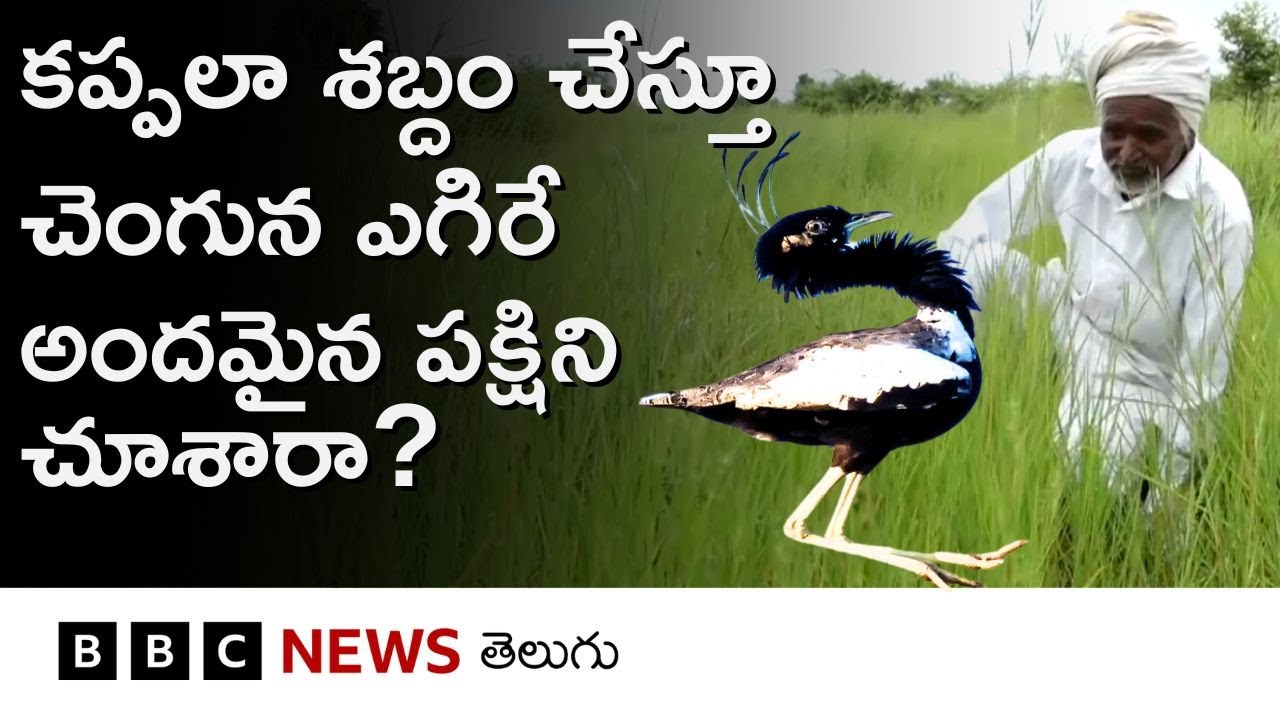 Tanmor: ఒకప్పుడు ఈ పక్షిని వేటాడిన వారే ఇప్పుడు సంరక్షకులుగా మారారు | BBC Telugu