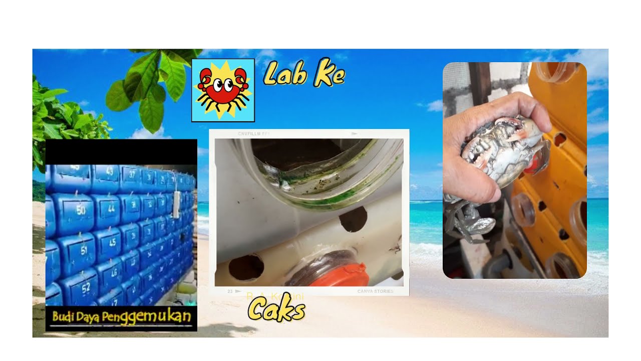 Tutorial beternak Kepiting Bakau di Rumah 