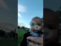 Caleb with dandelions