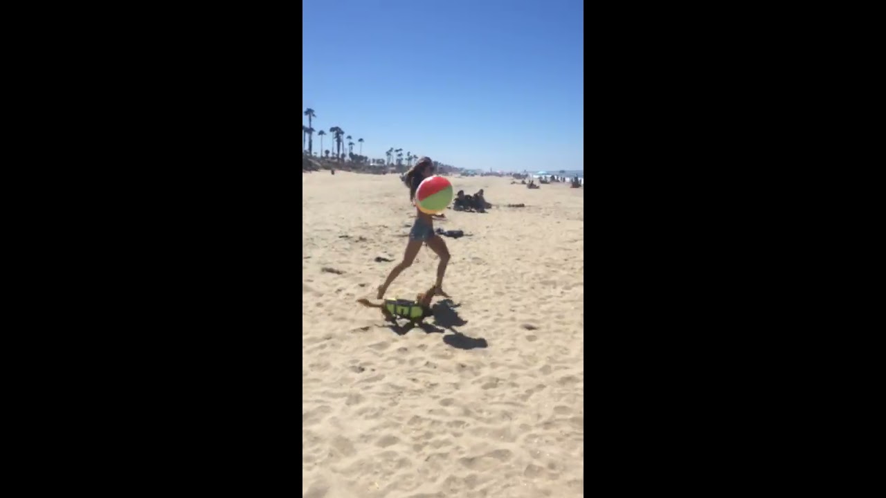 Champion Wiener Dog Finn Chases Beach Ball - YouTube