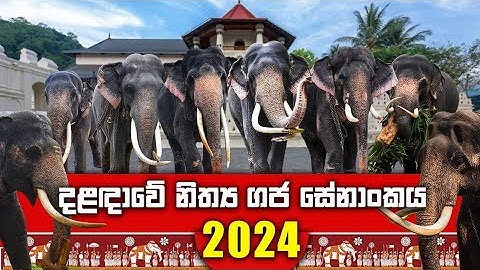 මෙවර කන්ද උඩරට ඇසළ පෙරහැරේ නිත්‍ය ගජසේනාව 2024 | All Participating Tuskers In 2024 Esala Perahera
