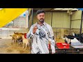 Chhat ke upar bakri palan Kaise start karen #goat #farm #trending #viralvideo 
