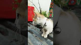 #comedy #funny #automobile #viral #cat #solovssquadhighkill