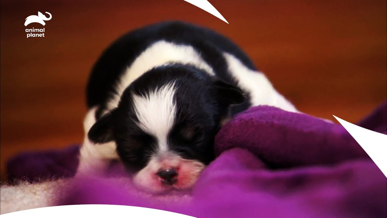 Щенки японского хина: танец хина и путешествие от рождения до 5 недель | Очень мило | Animal Planet