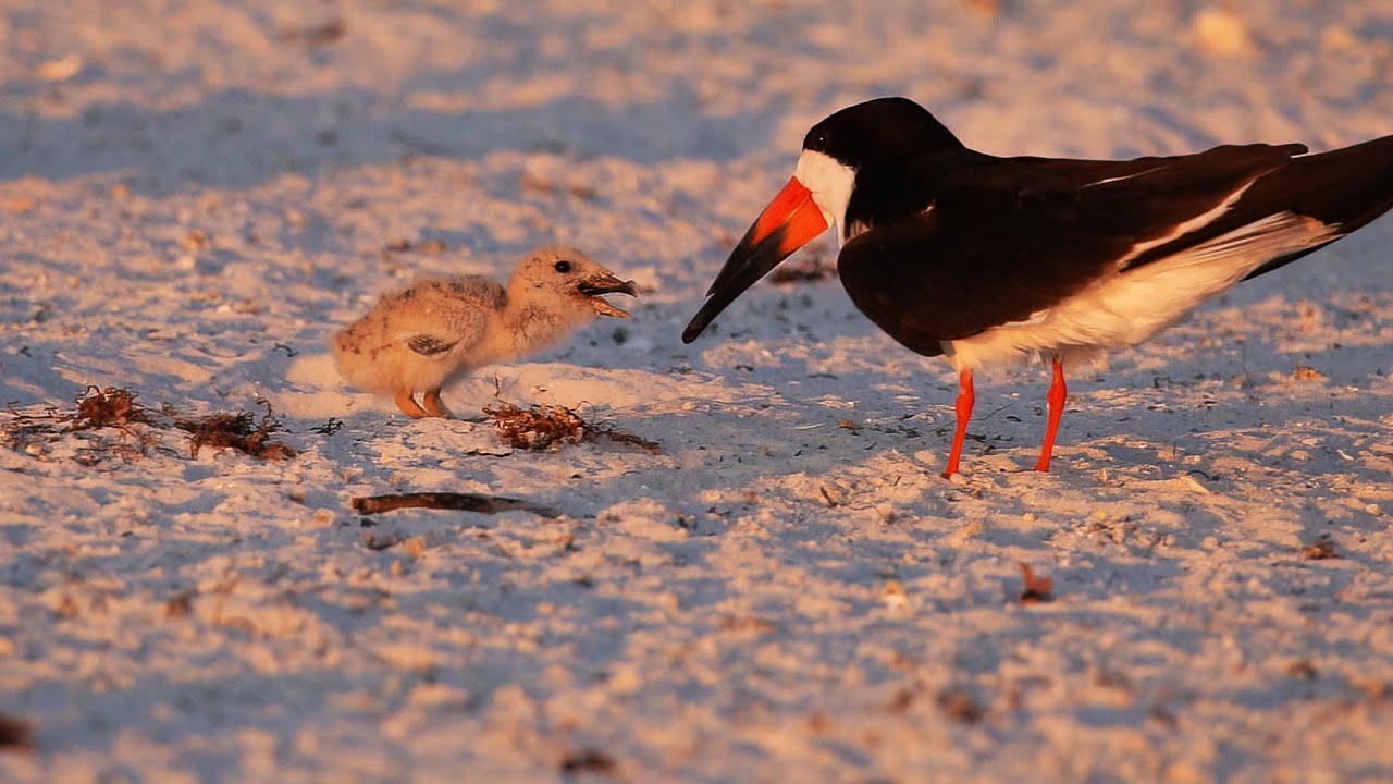 Lost and Found: Black Skimmer's Heartwarming Journey