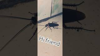 What a strange way to run🤣🤣 #youtubeshorts #8millionviews #viralshort #insects #nature