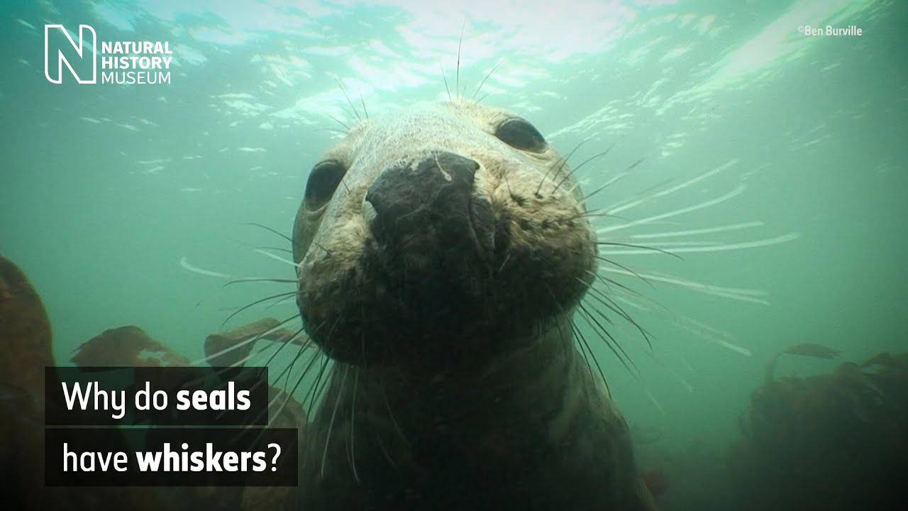 How seals' whiskers help them hunt underwater