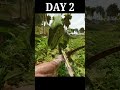Arktoons #ark #shorts #arksurvivalascended