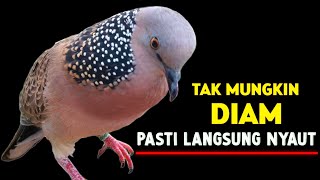Suara Burung Tekukur Gacor Paling Ampuh Untuk Pikat