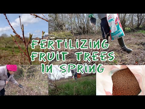 How and When to Fertilize Fruit Trees and Shrubs in Spring