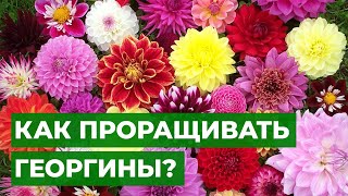 КАК ПРОРАЩИВАТЬ ГЕОРГИНЫ? | Очень простой способ!