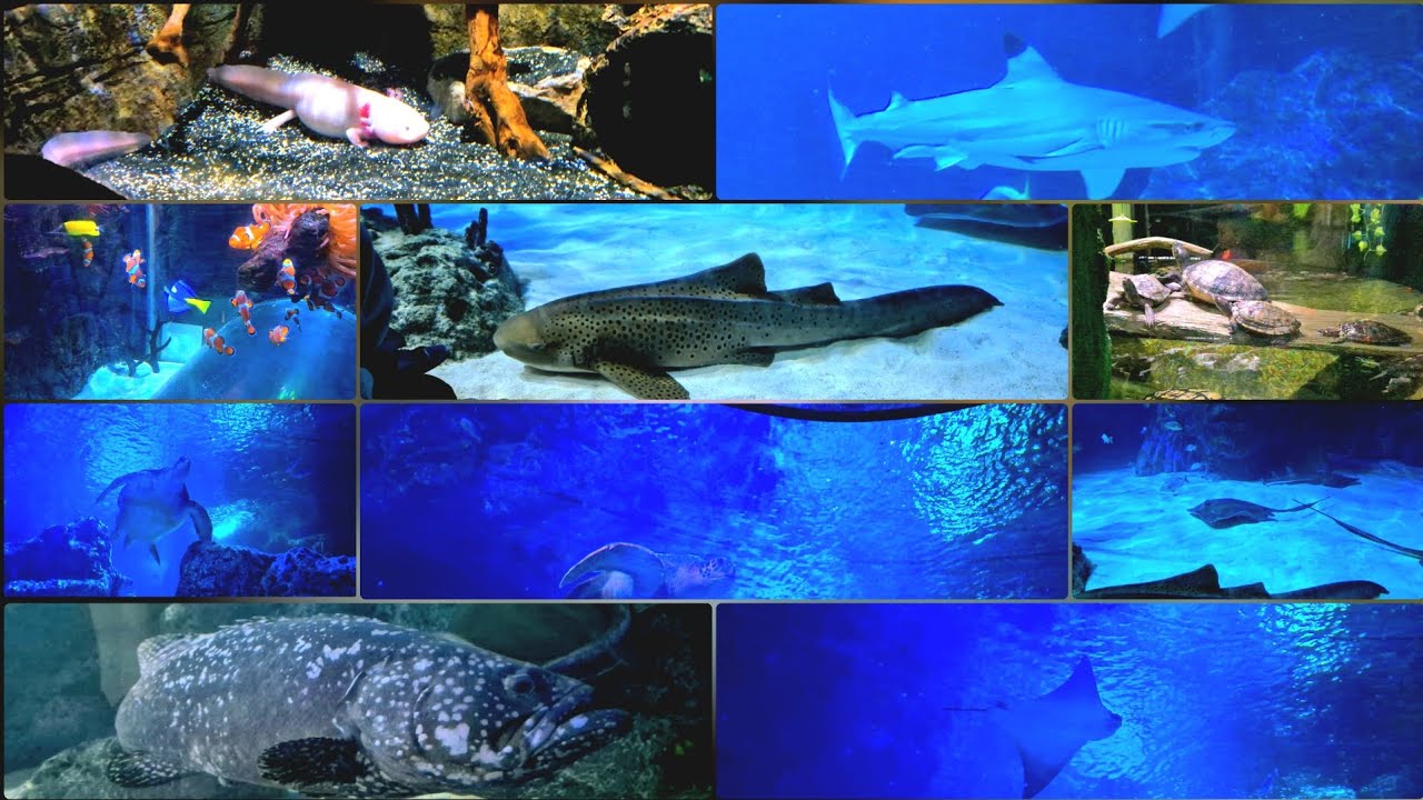 Helen's Birthday trip to the Sea Life! 💜🎂🦈