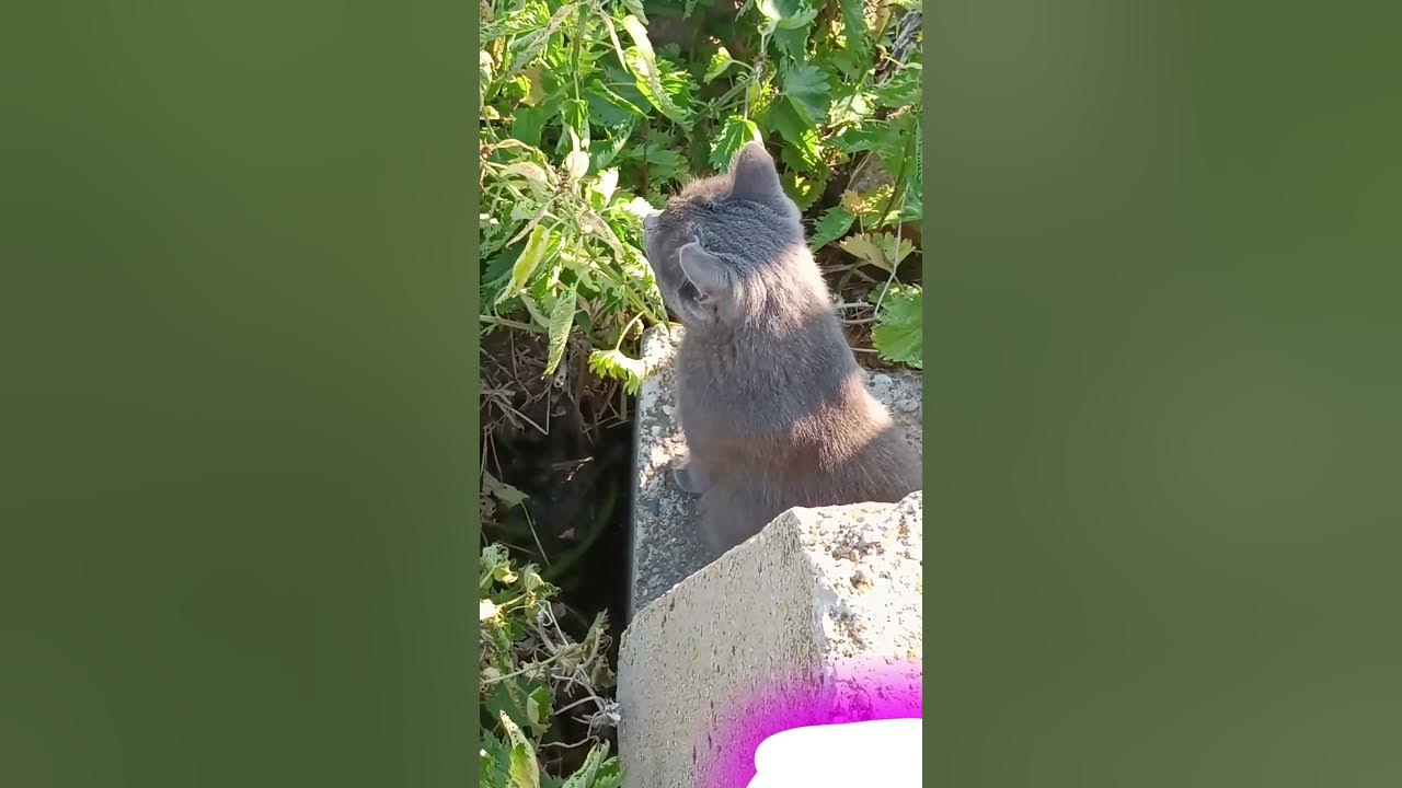 Барсик и крапива: barsik and plants: 🌿🌵⚡#shorts #реки #barsik #cat # ...