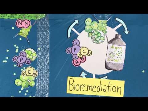 Bioremediation