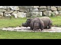 Rhino / गेंडा Fighting ,Fota , Ireland