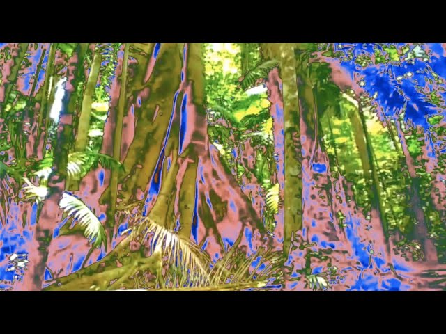 Obejrzyj Garneau - Rainforest (Official Music Video) w YouTube Obejrzyj Garneau - Rainforest (Official Music Video) w YouTube
