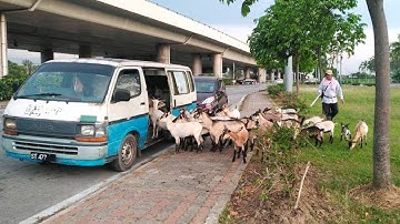 Oh my goat!: Video of KK goats queuing to board van goes viral