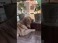 Kaamchor nahi hu🫣 #goldenretriever #petshub #funny