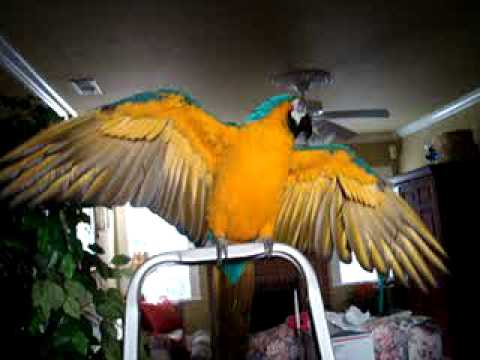 Blue And Gold Macaw Morgan, Fully Flighted, Showin...