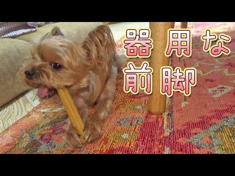 【ヨークシャテリア】前脚って言うかもう手だね【Yorkshire Terrier】