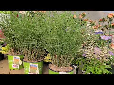 Video: Miscanthus Maiden Grass - Tips Menanam Varietas Rumput Maiden