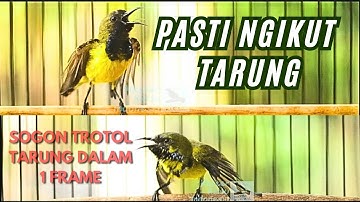 SOGON COLONY THERAPIE STIMULEERT SOGON VASTGEZETTE GELUIDEN REAGEREN DIRECT #sogon #sogokontong #sogontherapie