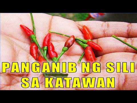 Video: Paminta Ng Sili: Mga Benepisyo At Pinsala Sa Katawan Ng Tao