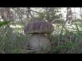 Boletus edulis en pino a 30 de septiembre de 2018