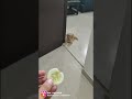 GOLDEN RETRIEVER PUPPY WANT CUCUMBER 😂