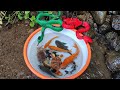 Find real crab and ornamental fish, Plecostomus fish, koi fish, louhan fish, lobster - Part317