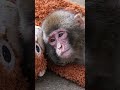 Little Punch And His Friend