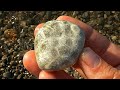 Petoskey Stone Hunting on the Beaches of Lake Michigan