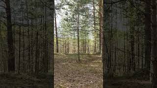 Как в лесу хорошо... #лес #русскийлес #russianforest