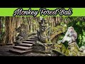 Monkey forest ubud indonesia bali monkeyforest