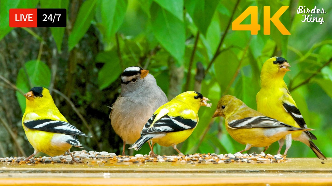 🔴 24/7 LIVE: Cat TV 😺 Cute Little Birds Squirrels 4K HDR 🐦 Cat Games