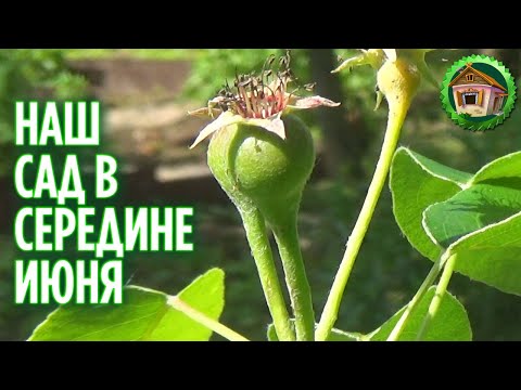 Бейне: Пиондарға көктемгі күтім