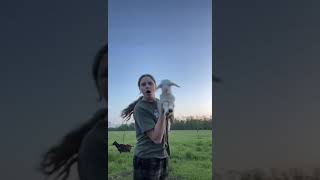 Young Woman Dances With Adorable Baby Goat - 1499644