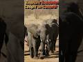 WILD South Africa Elephant Encounter Caught on Camera!