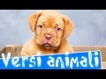 Versi animali per bambini | I nomi pronunciate in italiano