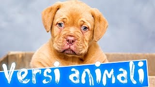 Versi animali per bambini | I nomi pronunciate in italiano