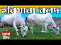 Haryana bulls are one of the attractions of abir agro on eid 2024 know details including price farmer farmer