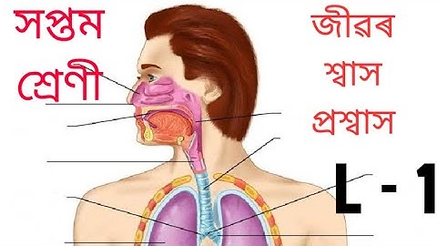 জীৱৰ শ্বাস প্ৰশ্বাস