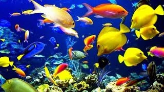 Download lagu Liat Ikan Ikan Di Laut Langsung Liat Ikan Ikan Di Laut Langsung