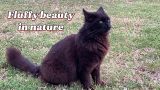 Fluffy black cat in nature (part 3)