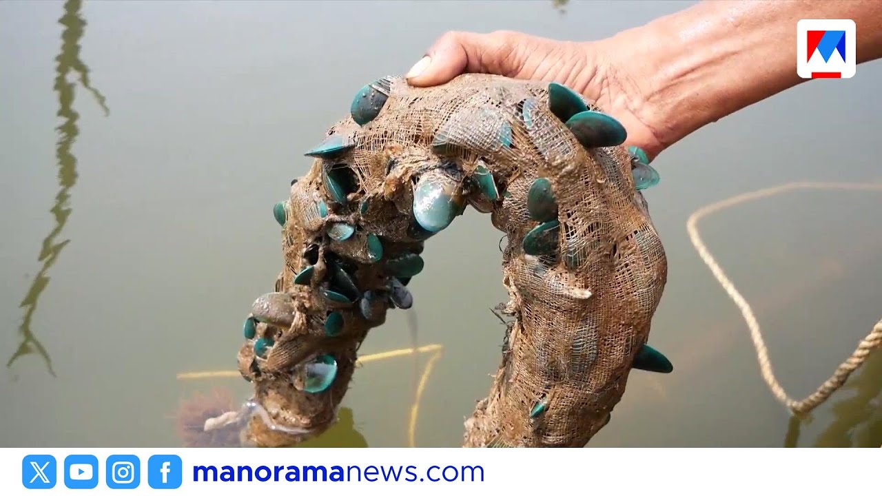 കുപ്പംപുഴയിൽ വിജയം നേടി സ്വാശ്രയ സംഘങ്ങളുടെ കല്ലുമ്മക്കായ കൃഷി ​| Kannur