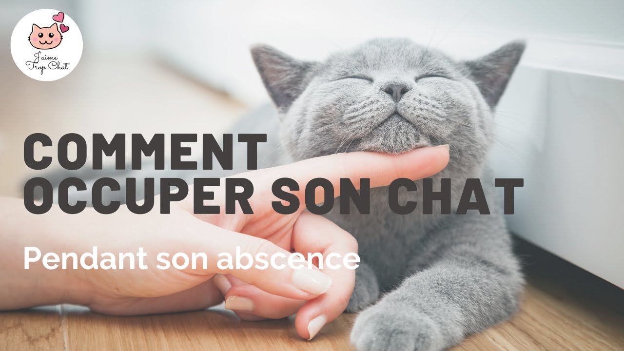 Comment Distraire Votre Chat 10 Conseils Pour L Occuper Pendant Votre Absence J Aime Trop Chat Youtube