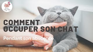 Comment Distraire Votre Chat 10 Conseils Pour L Occuper Pendant Votre Absence J Aime Trop Chat Youtube Comment Distraire Votre Chat 10 Conseils Pour L Occuper Pendant Votre Absence J Aime Trop Chat Youtube