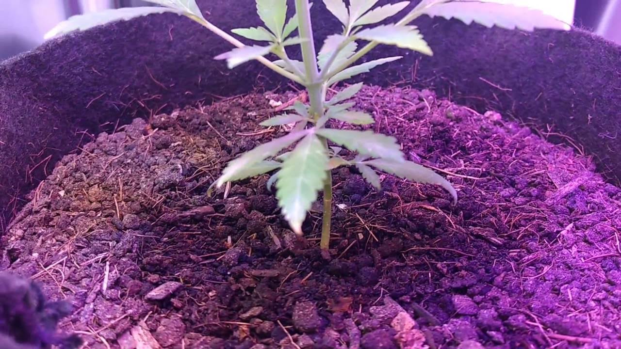 Cannabis Autoflower One Minute Update (3)