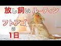 【飼育・ルーティン】フトアゴヒゲトカゲを放し飼いにする休日！【密着・癒し・おもしろ行動】