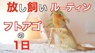 【飼育・ルーティン】フトアゴヒゲトカゲを放し飼いにする休日！【密着・癒し・おもしろ行動】